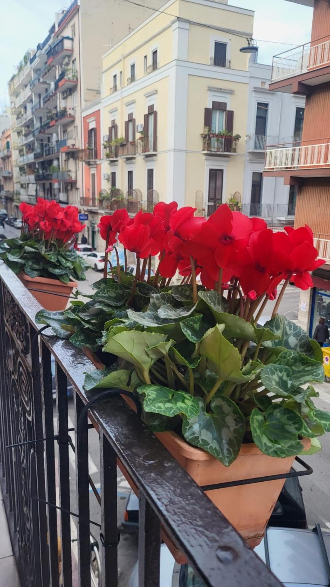 Volare House Apartman Bari Kültér fotó