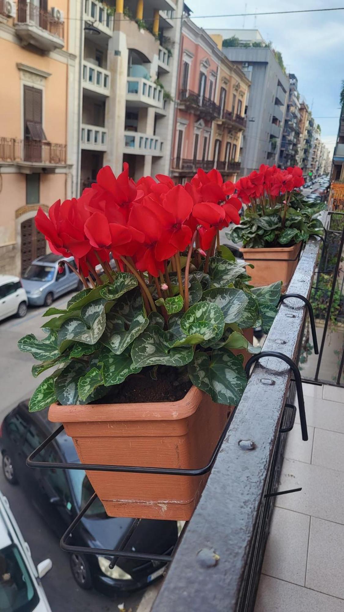 Volare House Apartman Bari Kültér fotó